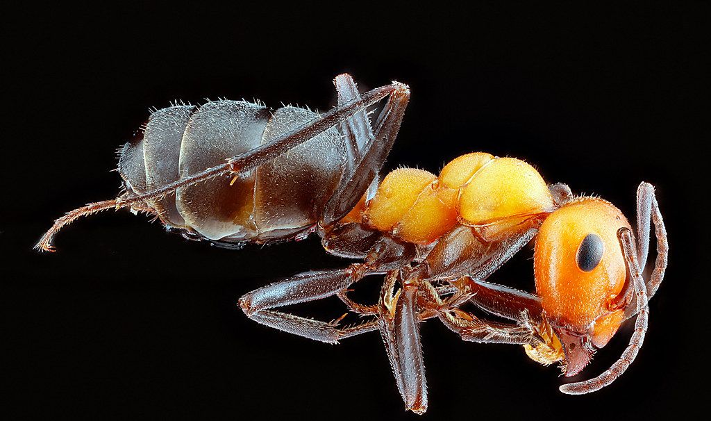 Ant Control service in Bryan, TX