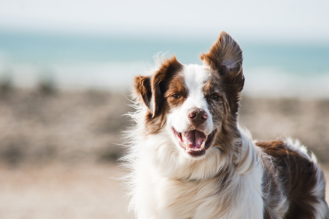 Flea & Tick Control service in Bryan, TX