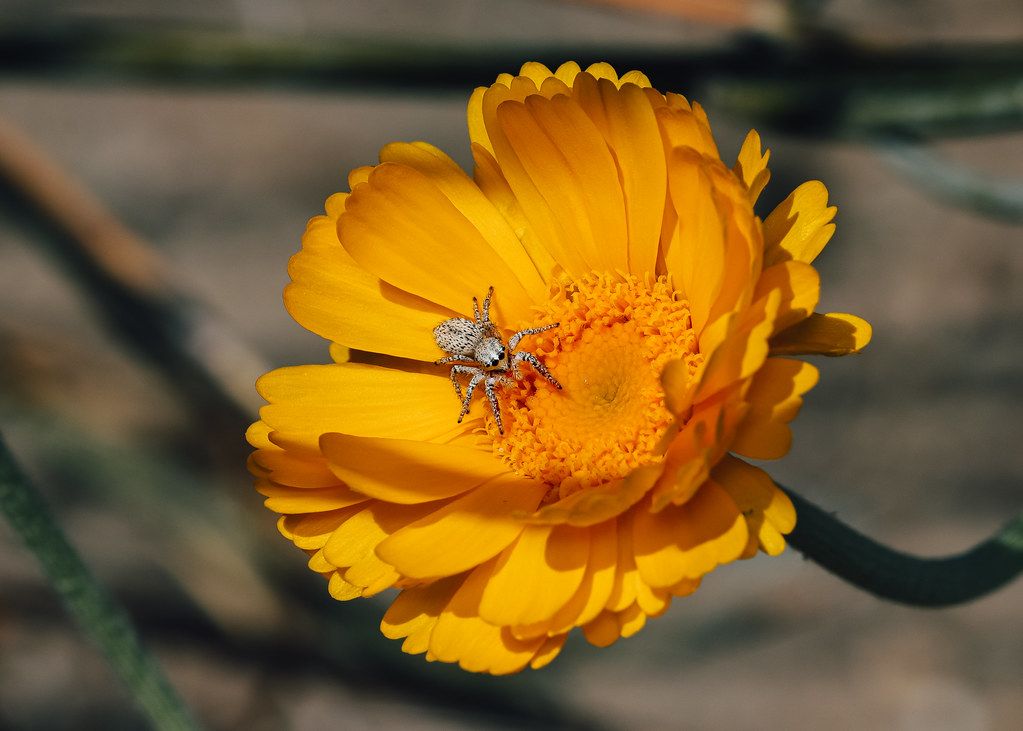 Spider Control service in Bryan, TX